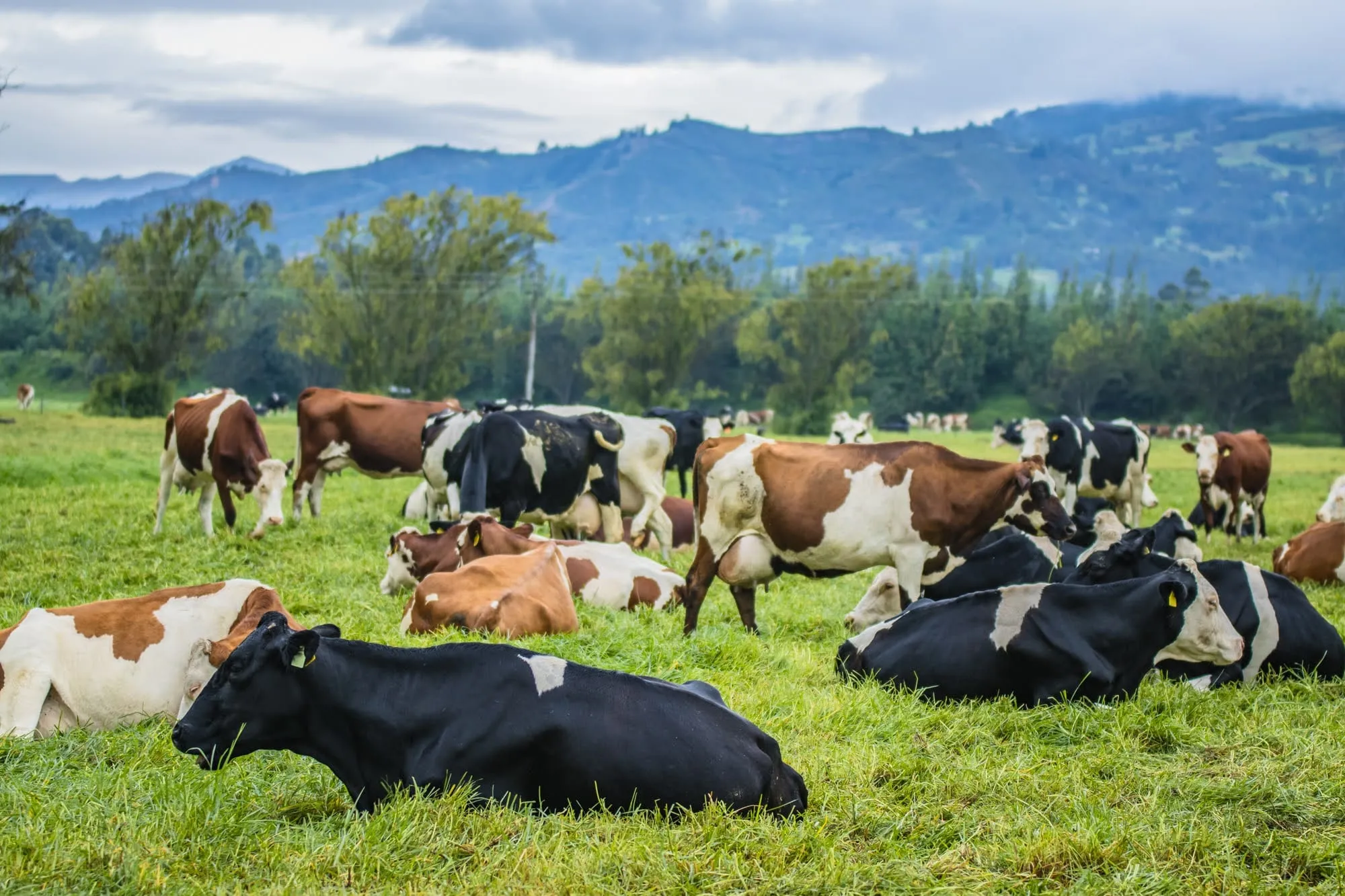 Vacas descansando y pastando en un potrero de la finca, con montañas al fondo