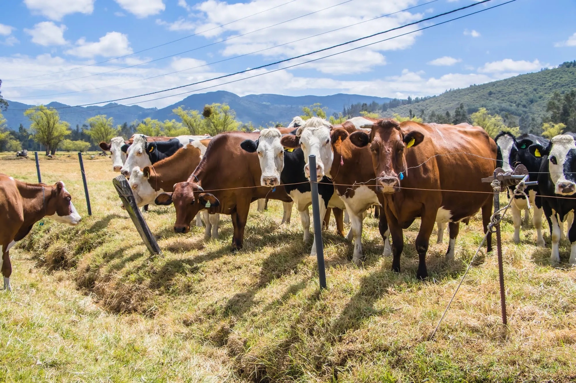 El hato de Rancho Los Álamos junto a la cerca del potrero