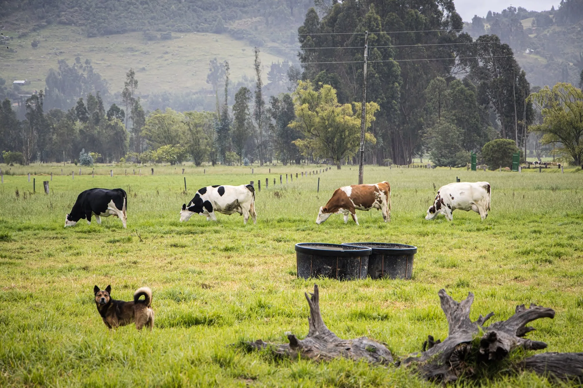 Vacas pastando en un potrero de la finca, con eucaliptos y niebla al fondo