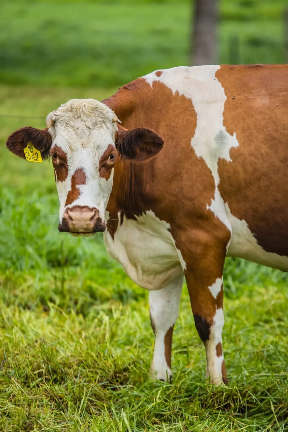 Vaca de raza Montbéliarde en el potrero