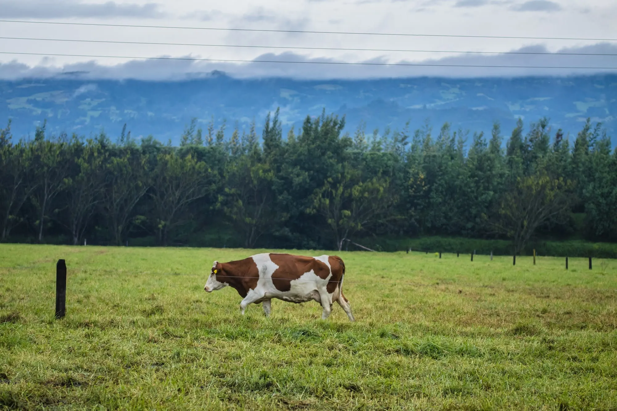 Vaca caminando por un potrero de la finca, con árboles y montañas al fondo